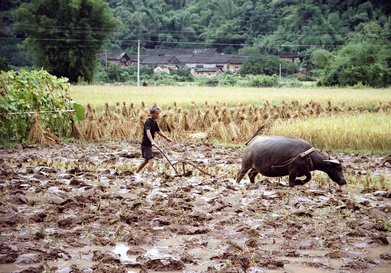 peasant ploughing with water buffalo, Guilin China.jpg
